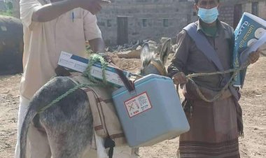 حرصاً للوصول إلى كل المواطنين صحة شبوة تستخدم الحمير لإيصال اللقاحات إلى سكان المناطق الوعرة