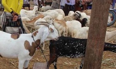 اسعار المواشي التي لوحظت في سوق المواشي المركزي بدار سعد عدن