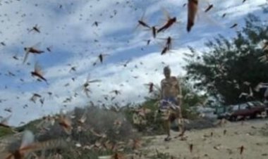 منظمة أممية تتوقع غزو الجراد الصحراوي لسهول تهامة اليمنية