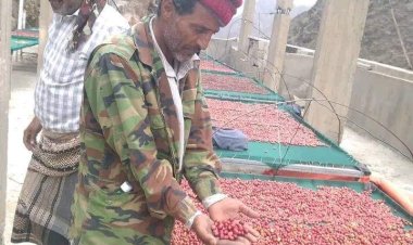 يافع : إنطلاق جني ثمار شجرة البُن بموسم حصاد خيري بكافة المديريات ...