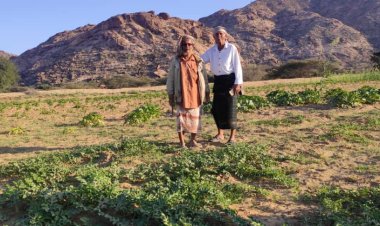 رئيس انتقالي مودية يتفقد زراعة محصول البطاطس لأحد المزارعين من أبناء المديرية