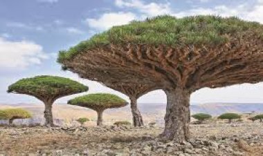 إطلاق أسماء شخصيات وطنية على مدارس سقطرى