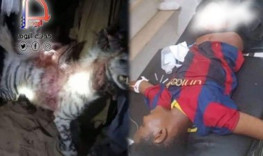 حيوان مفترس يجهز على الأعضاء التناسلية لشاب في ردفان