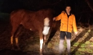 صدمة بولنديا سرق حصاناً وحاول إخفاءه في شقته في الطابق الثالث