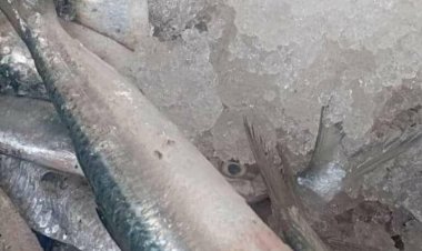 حزام عدن يضبط عملية تهريب كميات كبيرة من الأسماك الممنوع اصطيادها