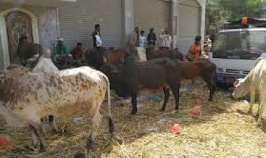 نفوق مواش في لحج بسبب تفشي الذبابة الزرقاء في الحوطة