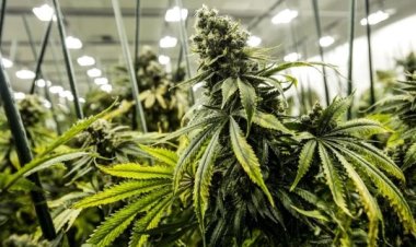 في دولة عربية.. اعتقال مواطن من الأسرة الحاكمة يزرع "الماريغوانا" في منزله