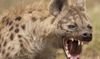 الضباع تهاجم منزل مواطن بمحافظة إب اليمنية وتفترس أكثر من 30 رأسًا من الغنم