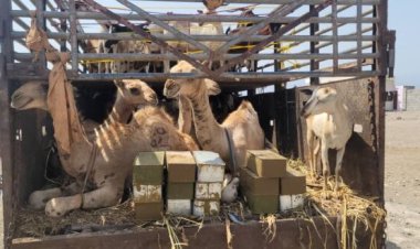 أبين:الحزام الأمني قطاع الساحل يضبط ذخائر مهربة على متن شاحنة اغنام