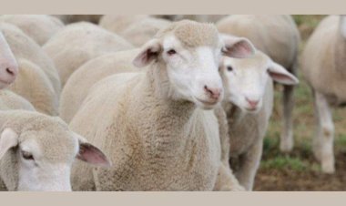 تعرف على شروط الأضحية ومشروعيتها في الشريعة الإسلامية