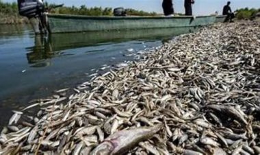 الجفاف يقتل آلاف الأسماك في إحدى بحيرات المكسيك