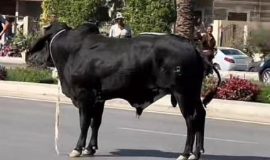 هروب عجل يتسبب في فوضى مرورية وتحطم سيارات بالقاهرة