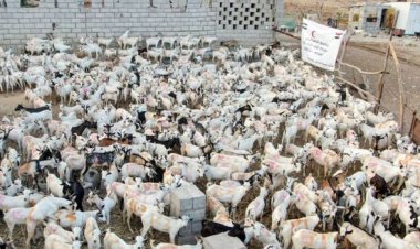 الهلال الأحمر الإماراتي يوزع 904 أضاحي في محافظة حضرموت