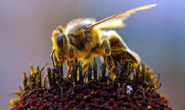 لماذا نحن بحاجة للحشرات وكيف ستكون حياتنا بدونها؟