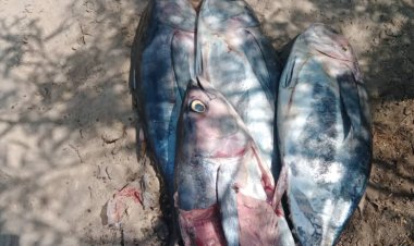 مكتب اشغال زنجبار يضبط سمك نوع ثمد تالف بسوق الاسماك بالمدينة