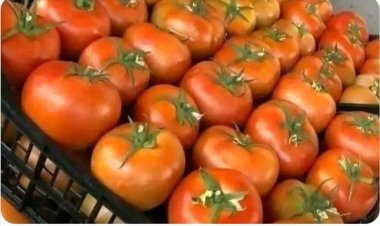 بعد أرتفاع أسعارها المحلية.. أسواق العاصمة عدن تشهد استيراد الطماطم الأردني