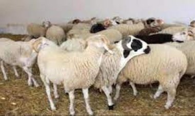 تعرف على اسعار المواشي المحلية في العاصمة عدن اليوم الخميس