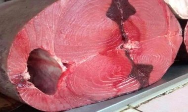 تعرف على أسعار الأسماك اليوم الخميس فى العاصمة عدن