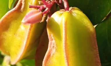 مزارع من محافظة لحج ينجح في زراعة شجرة فاكهة قام باستيرداها من الهند