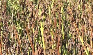 المهندس السميطي: المزارعون قلقون في محافظة أبين بشأن مصير زراعة السمسم