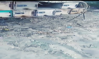 النحالون في مدينة الكود بمحافظة أبين يطالبون بإجراءات عاجلة لحماية الثروة الحيوانية من السموم الزراعية