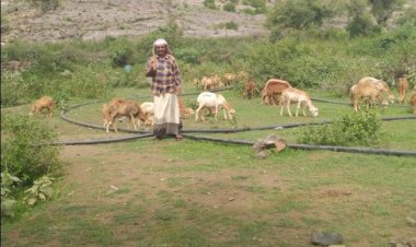 دكتور وأستاذ جامعي يعمل راعي غنم كي يوفر لقمة عيش شريفة لأسرته