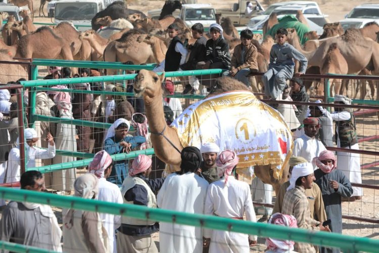 استمرار منافسات أشواط المزاينة ضمن مهرجان اتحاد شباب الغد بالمهرة