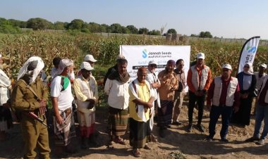 تدشين اليوم الحقلـي للهجن الفردي من الذرة الشامية والفلفل الحار في أبين