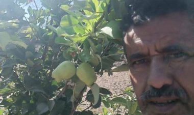 نجاح زراعة التفاح الأخضر في مديرية كرش بلحج يلفت الأنظار