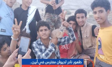 ظهور نادر لحيوان مفترس في أبين.. وشباب قرية أمرُكد ينجحون بالإمساك به!