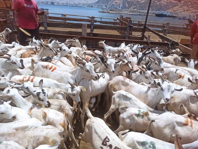 ميناء المكلا: بوابة الأضاحي من الصومال تفتح أبوابها استعداداً لعيد الأضحى!