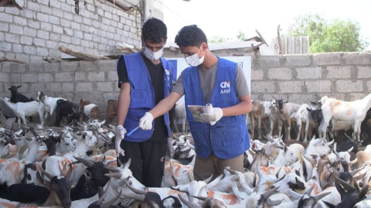 الهيئة العالمية للإغاثة والتنمية تختتم مشروع توزيع الأضاحي في أربع محافظات باستفادة أكثر من 17ألف أسرة