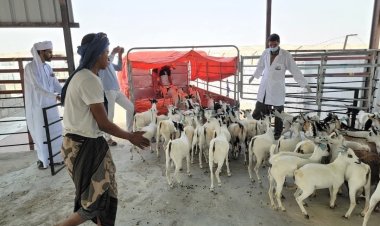 تدشين أول شحنة لتصدير الحيوانات الحية من اليمن إلى سلطنة عمان عبر منفذ شحن البري