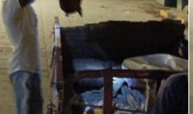 انطلاق حملة مكثفة في مديرية الشحر للتقليل من أعداد الكلاب الضالة حفاظاً على السلامة العامة