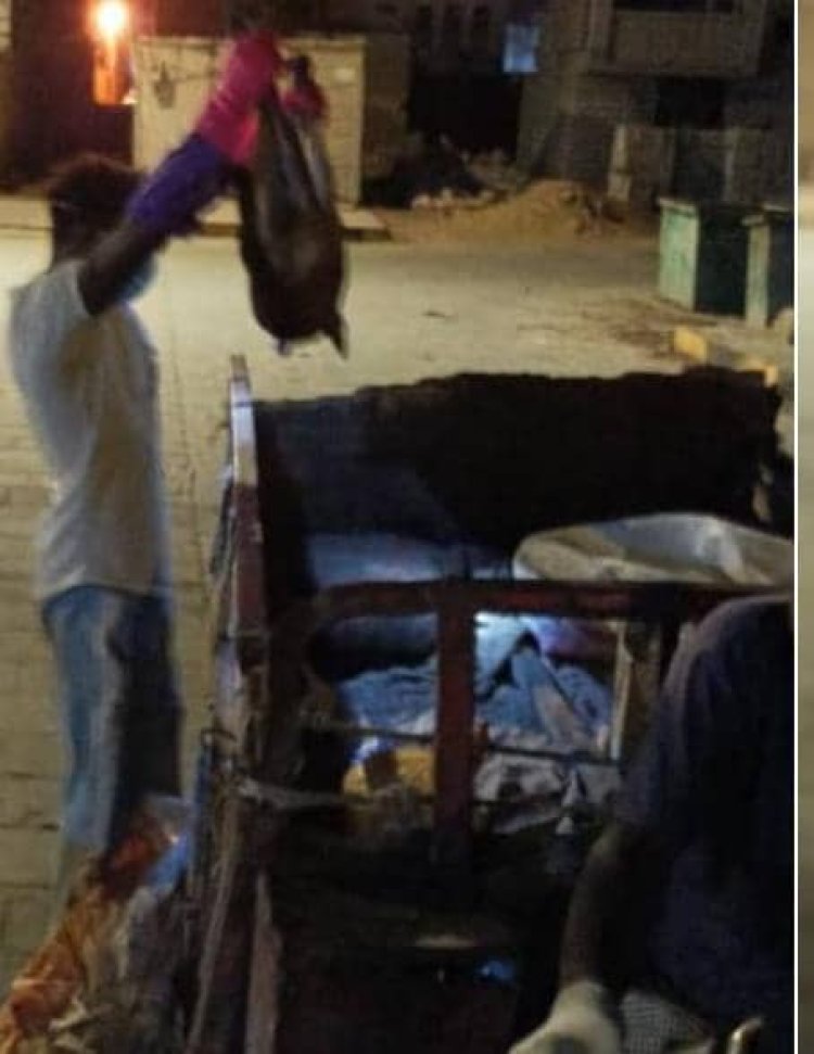 انطلاق حملة مكثفة في مديرية الشحر للتقليل من أعداد الكلاب الضالة حفاظاً على السلامة العامة