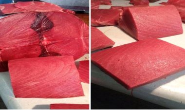 تعرف على أسعار الأسماك صباح اليوم بالعاصمة عدن