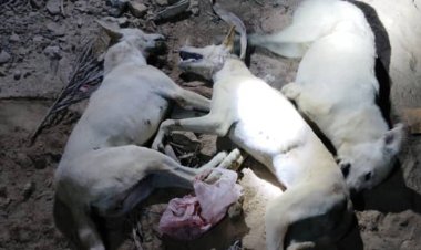 تواصل حملة تسميم الكلاب الضالة بمديرية شبام حفاظًا على سلامة المواطنين