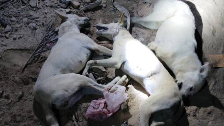 تواصل حملة تسميم الكلاب الضالة بمديرية شبام حفاظًا على سلامة المواطنين