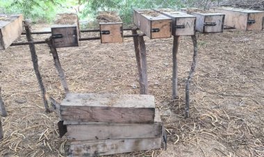 مبيدات محرّمة تفتك بمناحل النحالين في حناذ بأحور