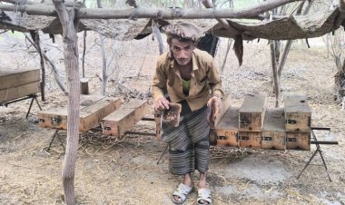 مبيدات محرّمة تفتك بمناحل النحالين في حناذ بأحور