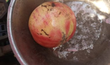 صادم.. سعر حبة الرمان في زنجبار يصل إلى 1700 ريال وسط غياب تام للرقابة