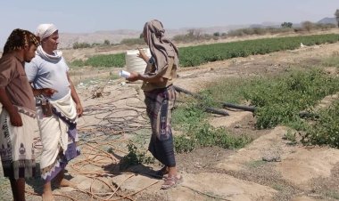 رئيس القسم الاقتصادي والخدمي بانتقالي الوضيع يتابع استخدام المبيدات الزراعية في المديرية