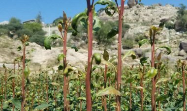 بائعو القات جنوبيون يشكون جور الضرائب الغير شرعية بالخطوط التي يمر عبرها سيارات بمناطق الجنوب