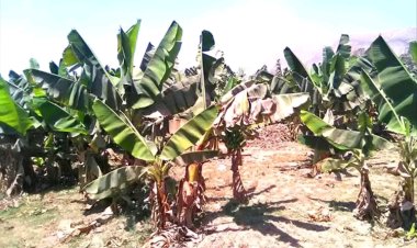 حريق مفاجئ يهز مزارع الكود فجراً.. والنيران تلتهم مساحات من مزارع الموز