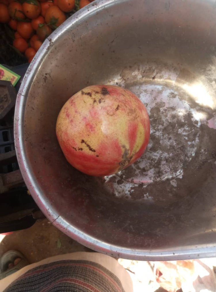 صادم.. سعر حبة الرمان في زنجبار يصل إلى 1700 ريال وسط غياب تام للرقابة