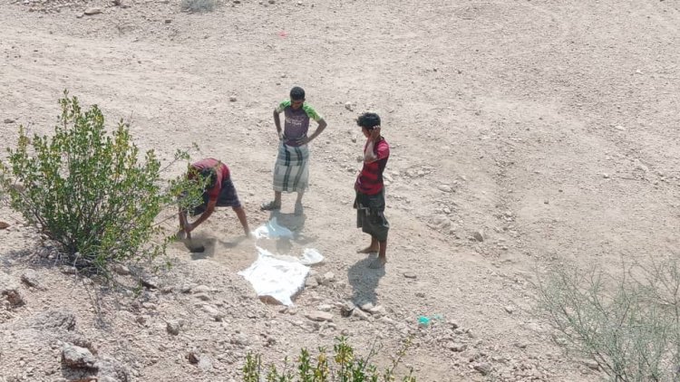 شباب الكورة يزيلوا أشجار السيسبان من الطريق المؤدي الى احد السدود المائية