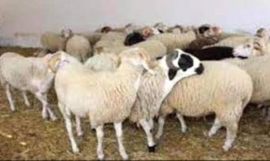 أسعار المواشي بأنواعه والدواجن والاعلاف بعدن لليوم الاحد