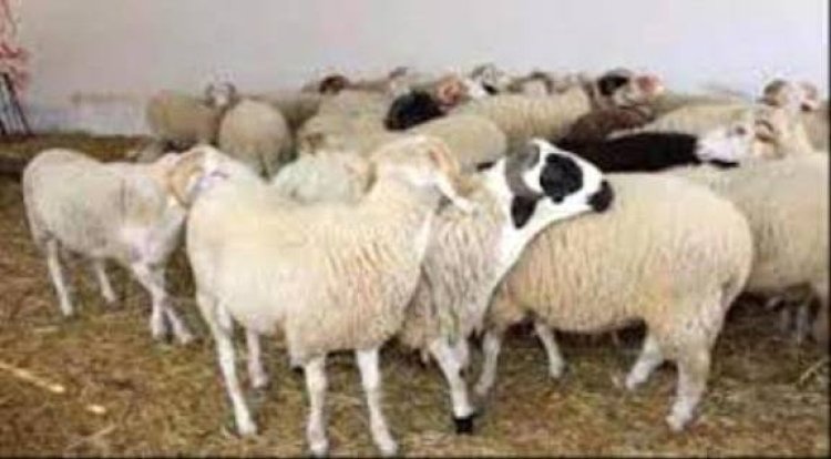 أسعار المواشي بأنواعه والدواجن والاعلاف بعدن لليوم الاحد