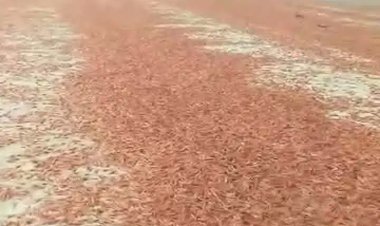 سقطرى ..نفوق الربيان على شواطى الجزيرة وسط تحذيرات بيئية