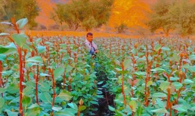 جريمة جديدة في عمران… شاب يُقتل أثناء حراسة مزرعته